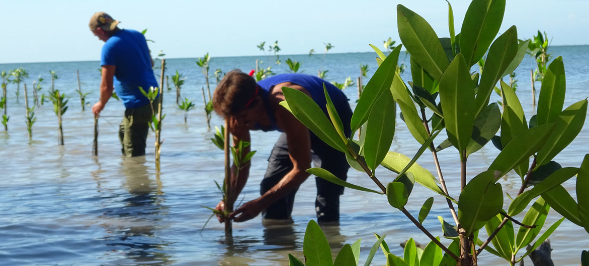 Comunidades participam em iniciativa para recuperar manguezais nas costas cubanas.